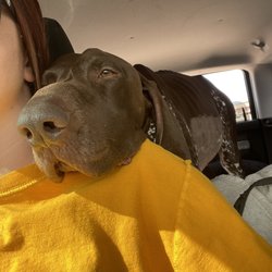 Texas Paw Care - Dog in question