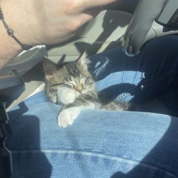 CatTails - Pet Adoption Near Me - Manhattan, Kansas