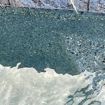 Pool Troopers - Pool Cleaners Near Me - Fort Myers, Florida