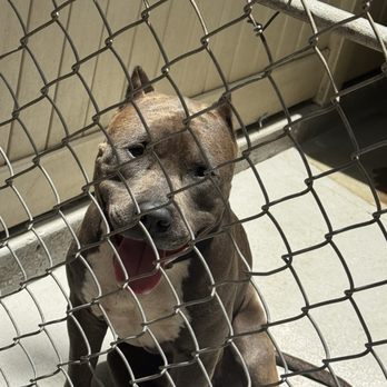 Hawaiian Humane Society - Animal Shelters Near Me - Honolulu, Hawaii Hawaiian Humane Society - Animal Shelters Near Me - Honolulu, Hawaii
