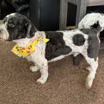 Smilo Paws Pet Grooming - Back home - Pet Groomers Near Me - Kirkland, Washington