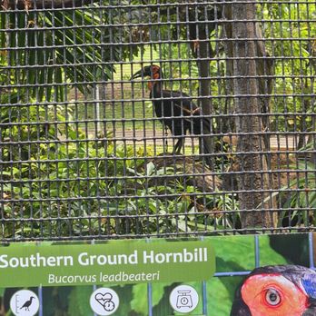 Honolulu Zoo - Hornbill - Zoos Near Me - Honolulu, Hawaii