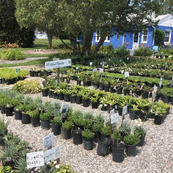 Gramma's Gardens Nursery - Herbs and other plants! - Nurseries & Gardening Near Me - Troy, Michigan Gramma's Gardens Nursery - Herbs and other plants! - Nurseries & Gardening Near Me - Troy, Michigan