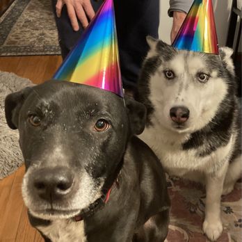 Companion Pet Hospital - Love my Doctors - Veterinarians Near Me - Carmel, New York Companion Pet Hospital - Love my Doctors - Veterinarians Near Me - Carmel, New York