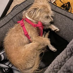 Brentwood Pet Resort