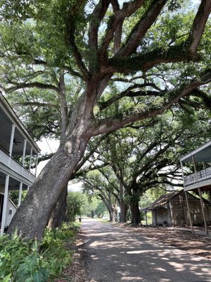 River Road African American Museum by null