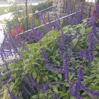 Il Nido - Garden color out front (10/9/19) - Italian Near Me - Seattle, Washington Il Nido - Garden color out front (10/9/19) - Italian Near Me - Seattle, Washington