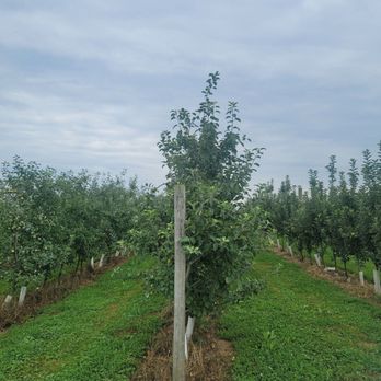 Weber's Peachberry Farm - Farms Near Me - Glen Arm, Maryland Weber's Peachberry Farm - Farms Near Me - Glen Arm, Maryland
