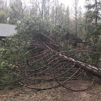 A Team Tree Service - Tree Services Near Me
