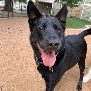 PetSmart - Pet Groomers Near Me - San Antonio, Texas