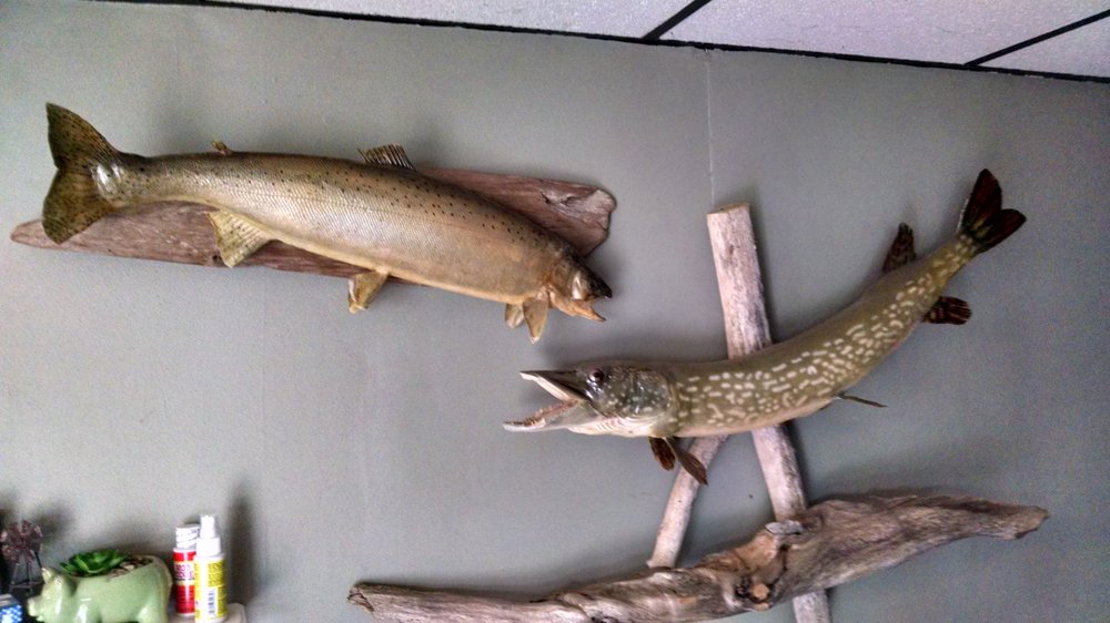 Motorcity Taxidermy - taxidermy in Taylor, MI