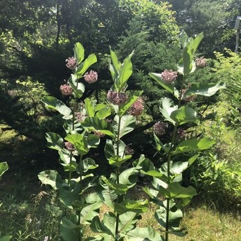 Cape Cod Lavender Farm - Milkweed - Cosmetics & Beauty Supply Near Me - Harwich, Massachusetts