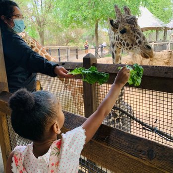 Dallas Zoo - Giraffe Feeding Exhibit - Zoos Near Me - Dallas, Texas