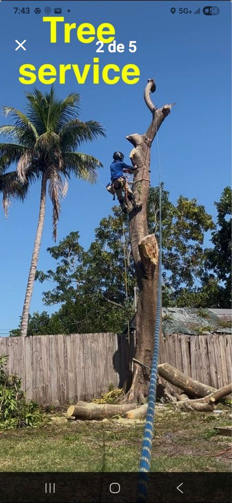 Javier Landscaping - tree service in Miami, FL