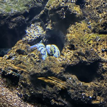 Waikiki Aquarium - Aquariums Near Me - Honolulu, Hawaii
