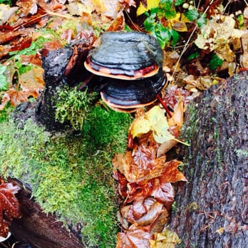 Mount Baker-Snoqualmie National Forest - Where wild mushrooms roam - Parks Near Me - Everett, Washington