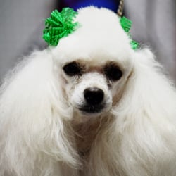 Dog House Grooming Shop