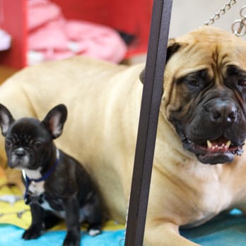 Paw Palace - Pet Groomers Near Me - Vancouver, British Columbia