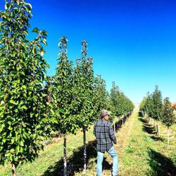 Valley Grown Nursery - Hardy, field-grown trees.