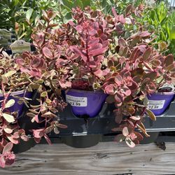 Riddle Plant Farm & Landscaping