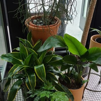 Mr West Coffee - Plant vibes! - Wine Bars Near Me - Seattle, Washington Mr West Coffee - Plant vibes! - Wine Bars Near Me - Seattle, Washington