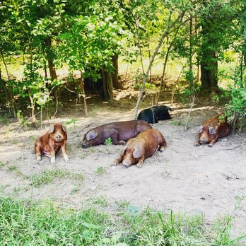 Whitaker Farms - Our Hogs - Ranches Near Me - Gallatin, Tennessee