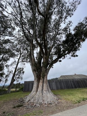 Fort Ross by null