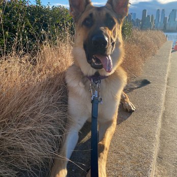 Dogspeak - Bronny - Pet Training Near Me
