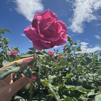 Devil Mountain Wholesale Nursery - San Ramon - Nurseries & Gardening Near Me - San Ramon, California