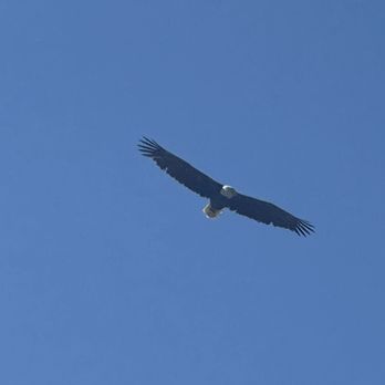 Snake River Angler & Scenic Float Trips - Flying Eagle - Fishing Near Me - Jackson, Wyoming Snake River Angler & Scenic Float Trips - Flying Eagle - Fishing Near Me - Jackson, Wyoming