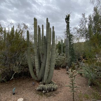 Desert Botanical Garden - Botanical Gardens Near Me - Phoenix, Arizona Desert Botanical Garden - Botanical Gardens Near Me - Phoenix, Arizona