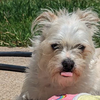 Snapper Pet Services - Dog Walkers Near Me Snapper Pet Services - Dog Walkers Near Me