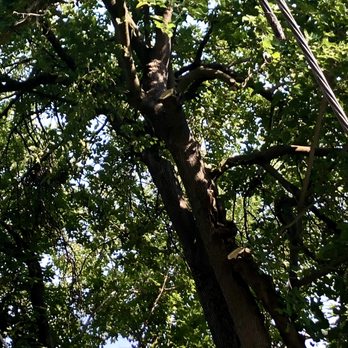 Don's Tree Care - Tree Services Near Me - Sacramento, California