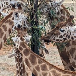 Monarto Safari Park - A tower of giraffes enjoying their leafy buffet.