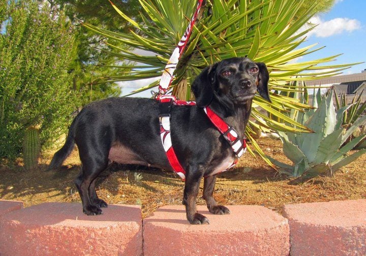PET HARNESSES BY INES Updated October 2024 24712 Julie Ave, Laguna