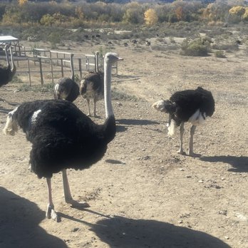 Ostrichland USA - OstrichLand - Attraction Farms Near Me - Solvang, California Ostrichland USA - OstrichLand - Attraction Farms Near Me - Solvang, California