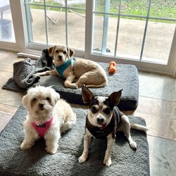 Lil' Paws Maltese Rescue and other Petite Paws