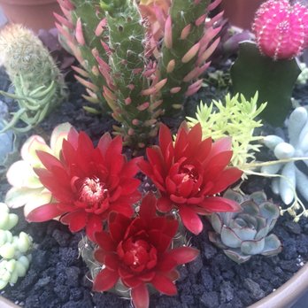 California Cactus Center - Beautiful cactus blooms - Nurseries & Gardening Near Me - Pasadena, California