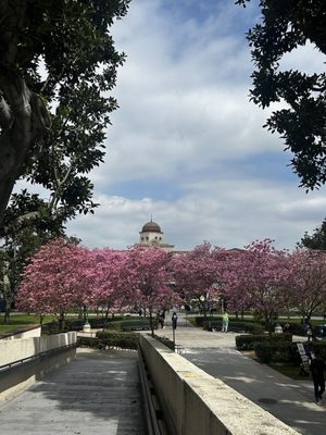 Fullerton College by null