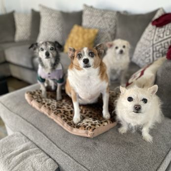 Animal Shelter Dogs Friends Rescue Friends Forever Dog Rescue