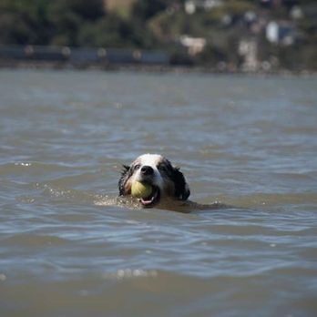 Vallejo Pet Services - Dog Walkers Near Me - Vallejo, California