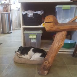 Treesearch Farms - Nap time.