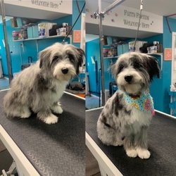 Strut Your Paws Grooming