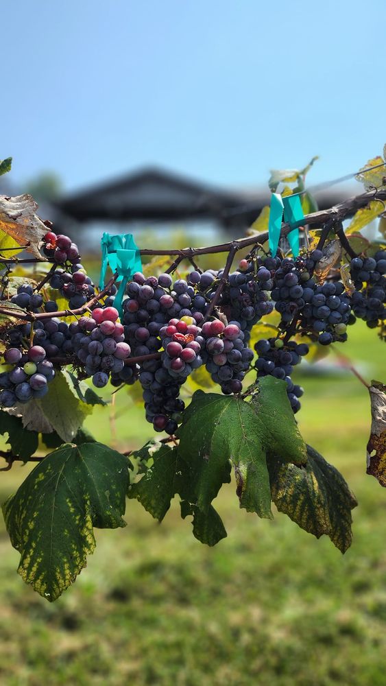 Prairie Barn Winery & Christmas Tree Farm Logo