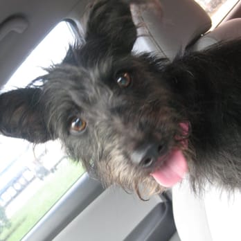 Houston SPCA - Trying her best to ride in the front seat - Animal Shelters Near Me - Houston, Texas Houston SPCA - Trying her best to ride in the front seat - Animal Shelters Near Me - Houston, Texas