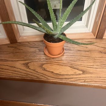 Dutch's Greenhouse - Aloe - Nurseries & Gardening Near Me - Wichita, Kansas Dutch's Greenhouse - Aloe - Nurseries & Gardening Near Me - Wichita, Kansas