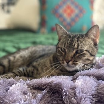Sugar's Pet Sitting - Meet one of our pets, James! #Sugars - Dog Walkers Near Me - Dallas, Texas Sugar's Pet Sitting - Meet one of our pets, James! #Sugars - Dog Walkers Near Me - Dallas, Texas