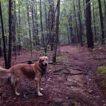 Carolina North Forest - Hiking Near Me - Chapel Hill, North Carolina