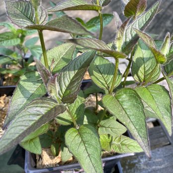 Arcadia Natives - Eastern Bee Balm | Monarda bradburiana - Nurseries & Gardening Near Me - Washington, Pennsylvania Arcadia Natives - Eastern Bee Balm | Monarda bradburiana - Nurseries & Gardening Near Me - Washington, Pennsylvania