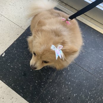 Paws and Whiskers Spa - Pet Groomers Near Me - Newhall, California Paws and Whiskers Spa - Pet Groomers Near Me - Newhall, California